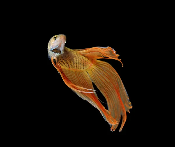 Betta fish isolated on white background — Stock Photo, Image