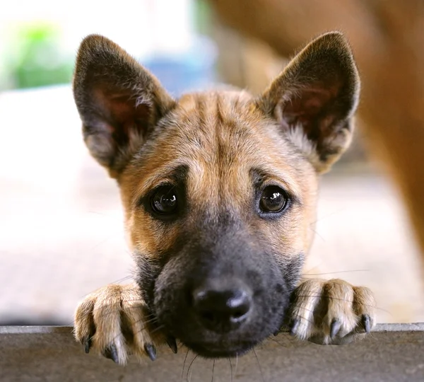 Welpenhund — Stockfoto