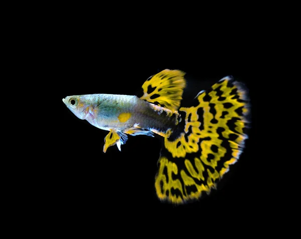 Gele guppy vis zwemmen geïsoleerd op zwart — Stockfoto