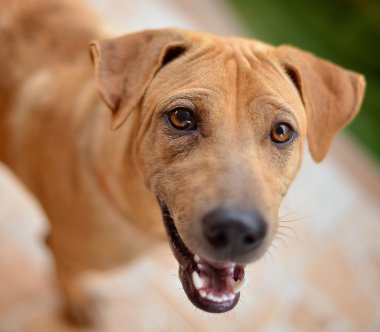 Tay köpek