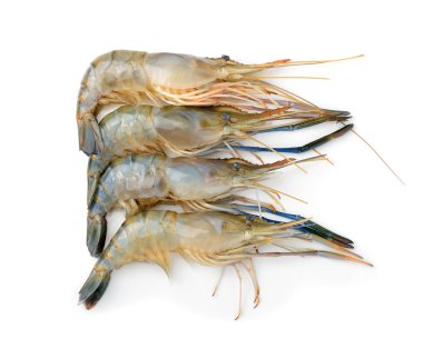 Beyaz arkaplanda karides izole edildi