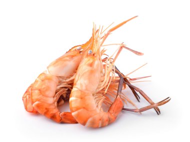 Kaynamış karides beyaz arkaplanda izole edildi
