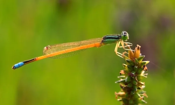 Libélula en tallo de hierba verde con fondo verde — Foto de Stock