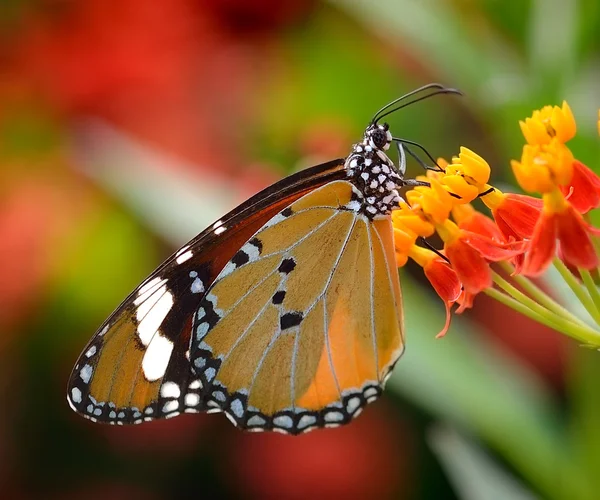 Butterfly on orange flower — Stock Photo, Image