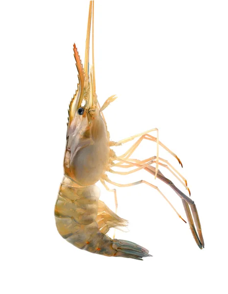 Shrimp  isolated on white background — Stock Photo, Image