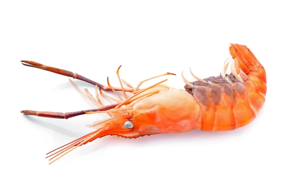 Shrimp  isolated on white background — Stock Photo, Image