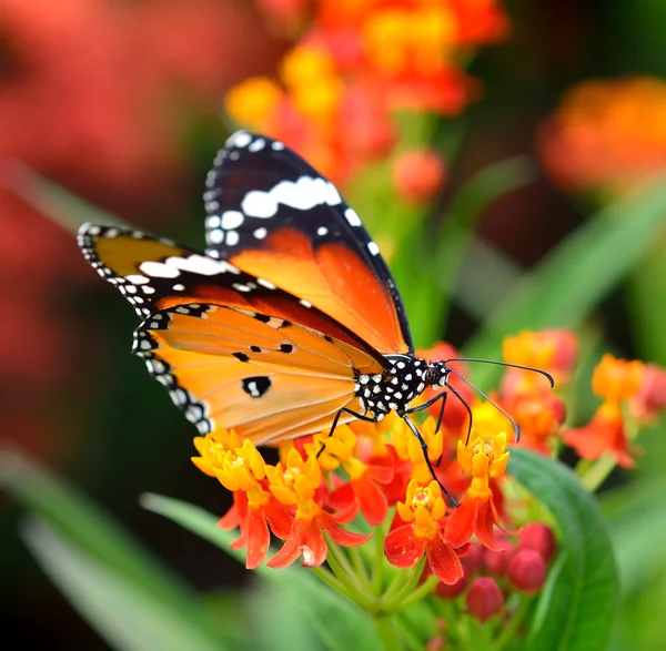 Borboleta em flor de laranja no jardim — Fotografia de Stock