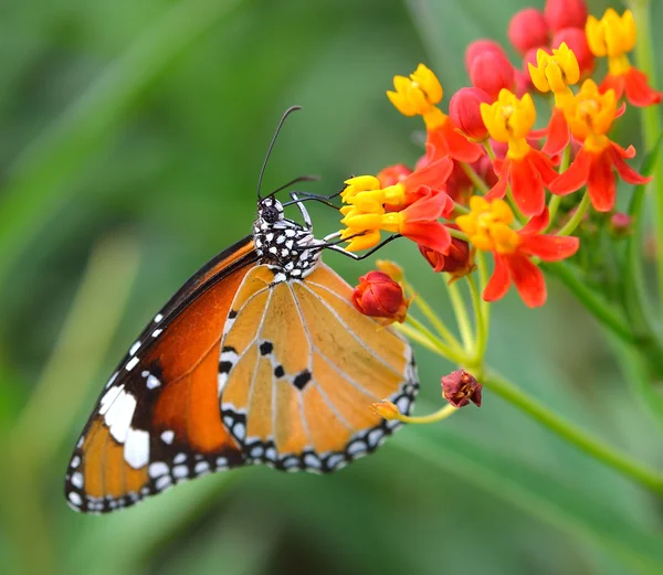 Papillon sur fleur orange dans le jardin — Photo