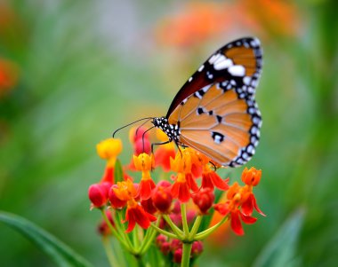 Butterfly on orange flower in the garden clipart