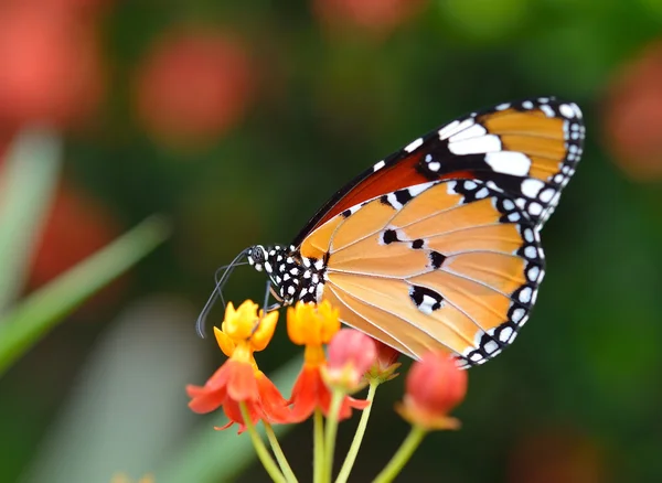 Mariposa sobre flor naranja en el jardín —  Fotos de Stock