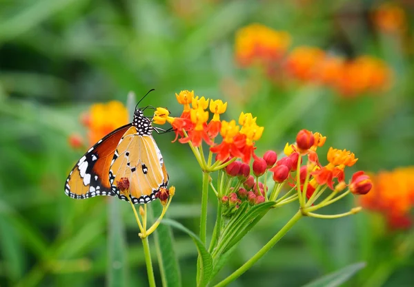 Mariposa en flor naranja — Foto de Stock