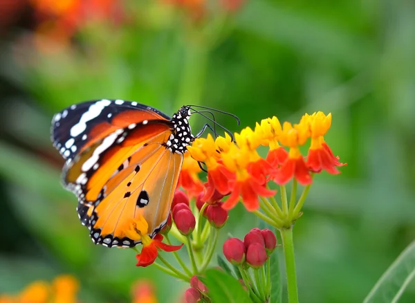 Schmetterling auf Orangenblüte — Stockfoto