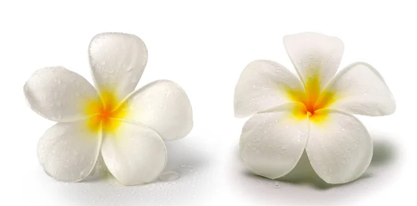 Flor de frangipani isolada sobre branco — Fotografia de Stock