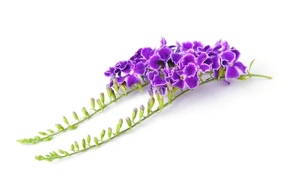 紫色的花，白色背景上孤立 — 图库照片