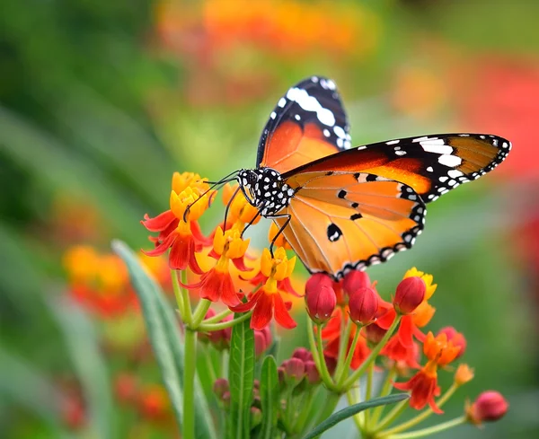 Mariposa en flor naranja —  Fotos de Stock