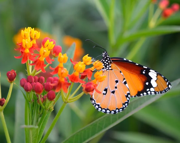 Borboleta na flor de laranja — Fotografia de Stock