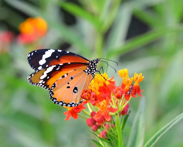 Mariposa en flor naranja —  Fotos de Stock