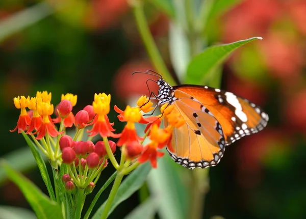 Mariposa en flor naranja — Foto de Stock