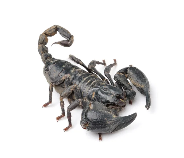 Escorpión aislado sobre fondo blanco —  Fotos de Stock