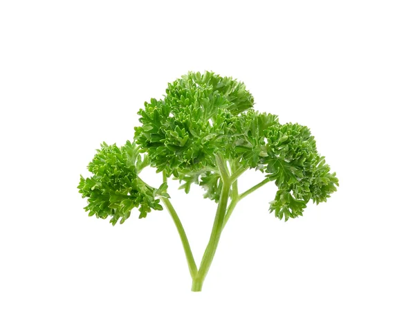 Parsley — Stock Photo, Image