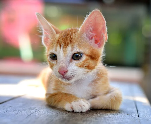 Gatito — Foto de Stock