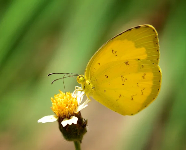 Farfalla gialla sul fiore — Foto Stock