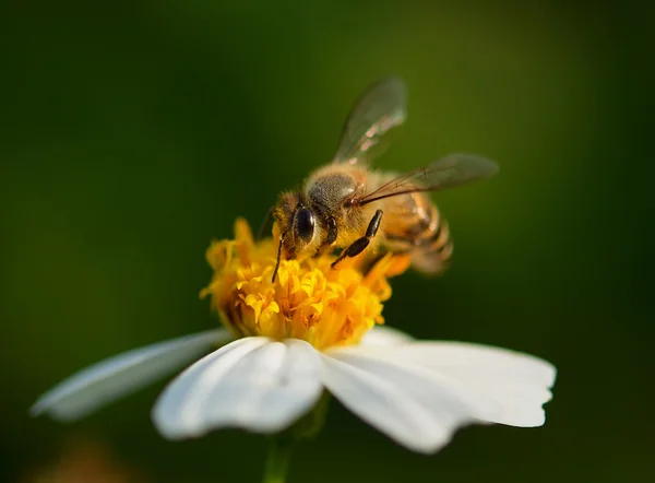 Закрыть пчел на цветок — стоковое фото