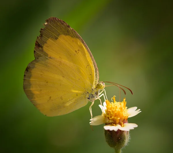 Żółty motyl na kwiat w ogrodzie — Zdjęcie stockowe
