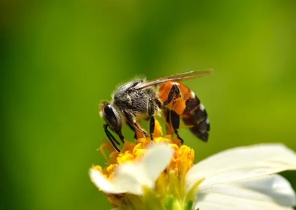 Bienen aus der Nähe auf Blume — Stockfoto