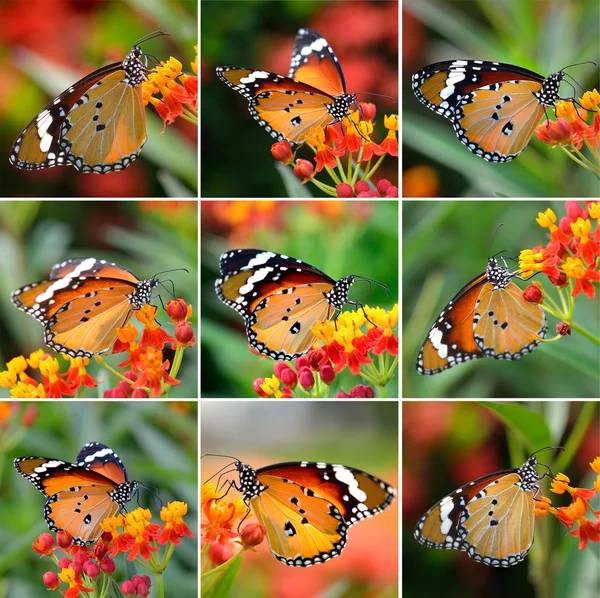 Borboleta na flor de laranja — Fotografia de Stock