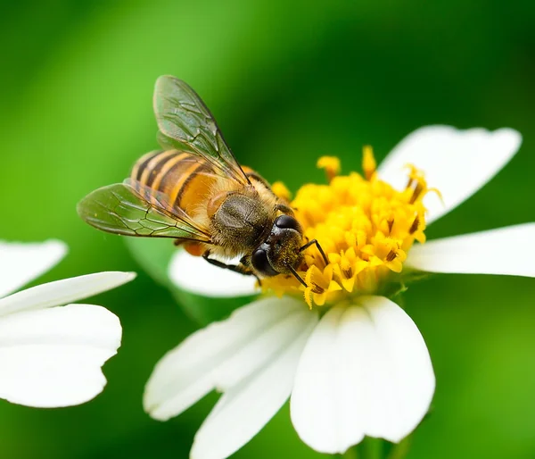 Cerca de las abejas en la flor —  Fotos de Stock