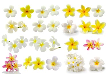 Beyaz arkaplanda izole Frangipani çiçeği