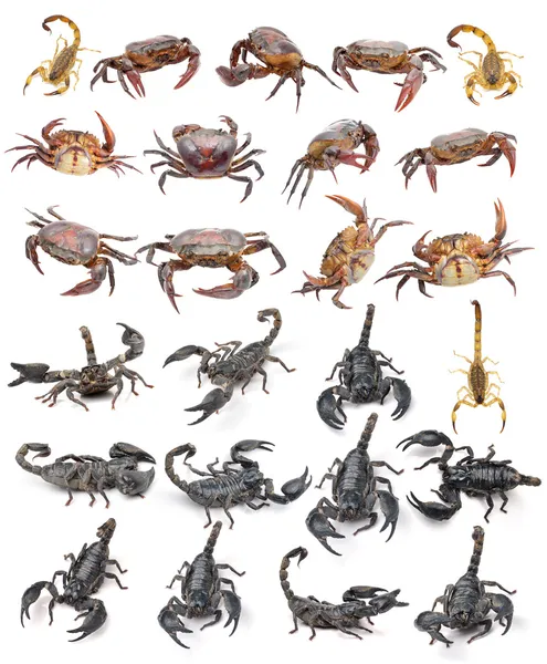 Skorpion kraba na białym tle na białym tle — Zdjęcie stockowe