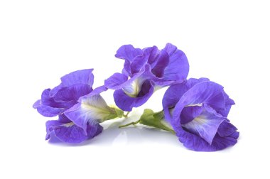 Asya güvercinkanatları beyaz arkaplanda yüzer