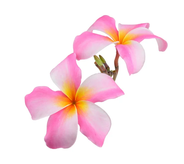 Frangipani květiny izolované na bílém pozadí — Stock fotografie