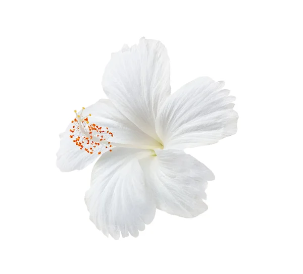 Flor blanca aislada sobre fondo blanco — Foto de Stock