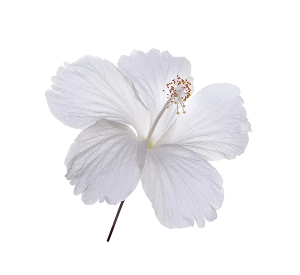 White flower isolated on white background — Stock Photo, Image