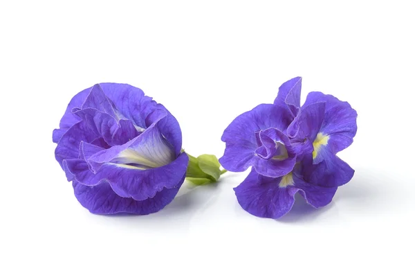 Asian pigeonwings flowe on white background — Stock Photo, Image