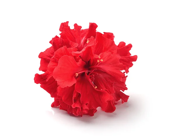 Flores vermelhas isoladas no fundo branco — Fotografia de Stock