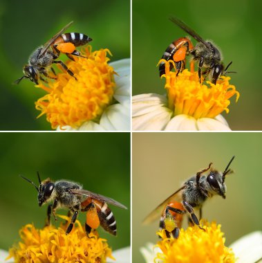 Çiçekteki arıları kapat