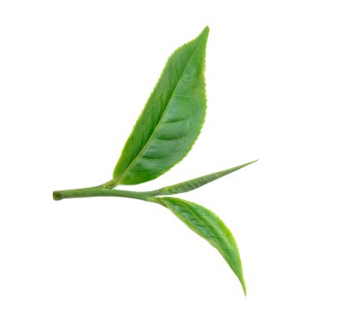 Beyaz arkaplanda izole çay yaprağı