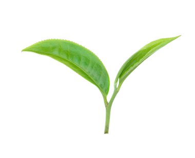 Beyaz arkaplanda izole çay yaprağı