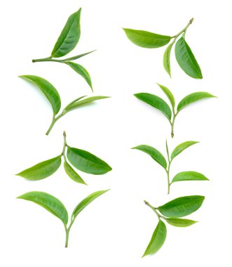 Beyaz arkaplanda izole çay yaprağı