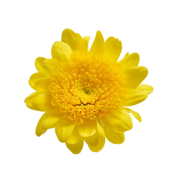 Chrysanthemum isolated on a white background — Stock Photo, Image