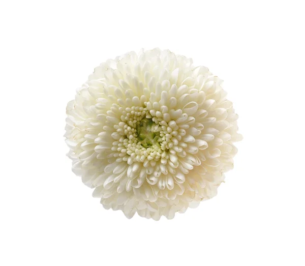 Krysantemum blomma på vit bakgrund — Stockfoto