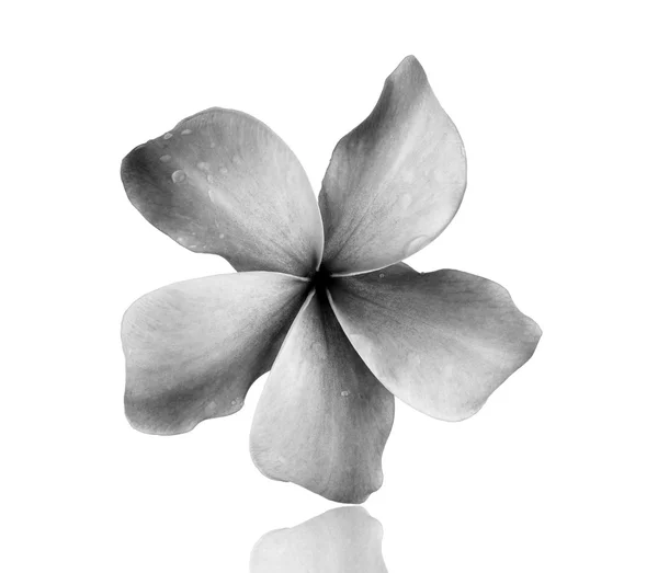 Λουλούδι Frangipani απομονωμένο σε λευκό φόντο — Φωτογραφία Αρχείου