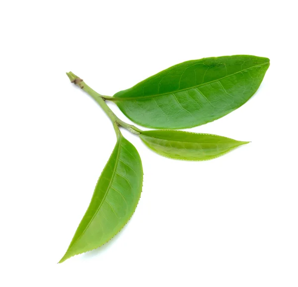 Feuille de thé vert isolé sur fond blanc — Photo