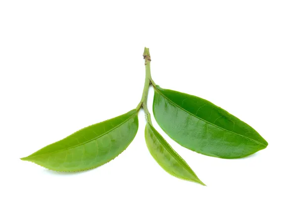 Beyaz arkaplanda yeşil çay yaprağı izole — Stok fotoğraf