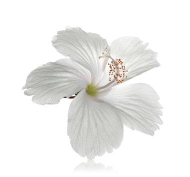 Beyaz arkaplanda izole edilmiş beyaz çiçek