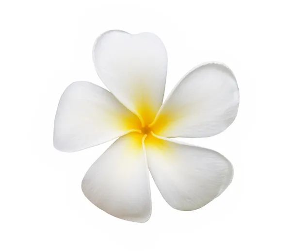 Flor Frangipani isolada sobre fundo branco — Fotografia de Stock